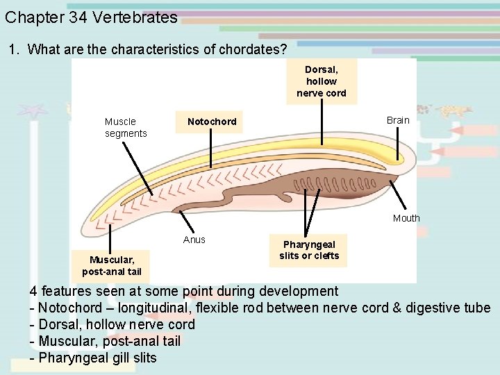 Chapter 34 Vertebrates 1. What are the characteristics of chordates? Dorsal, hollow nerve cord Chapter 34 Vertebrates 1. What are the characteristics of chordates? Dorsal, hollow nerve cord