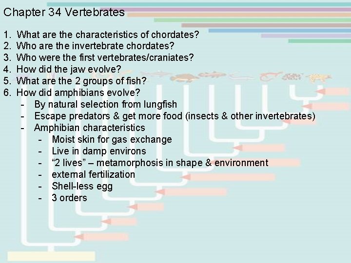Chapter 34 Vertebrates 1. What are the characteristics of chordates? 2. Who are the
