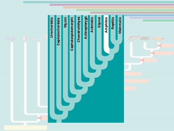 Mammalia Reptilia Amphibia Dipnoi Actinistia Actinopterygii Chondrichthyes Cephalaspidomorphi Myxini Cephalochordata Urochordata 