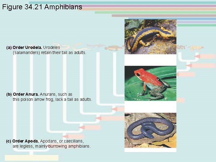 Figure 34. 21 Amphibians (a) Order Urodela. Urodeles (salamanders) retain their tail as adults. Figure 34. 21 Amphibians (a) Order Urodela. Urodeles (salamanders) retain their tail as adults.