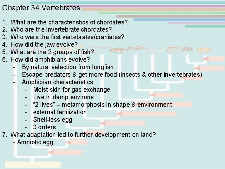 Chapter 34 Vertebrates 1. What are the characteristics of chordates? 2. Who are the