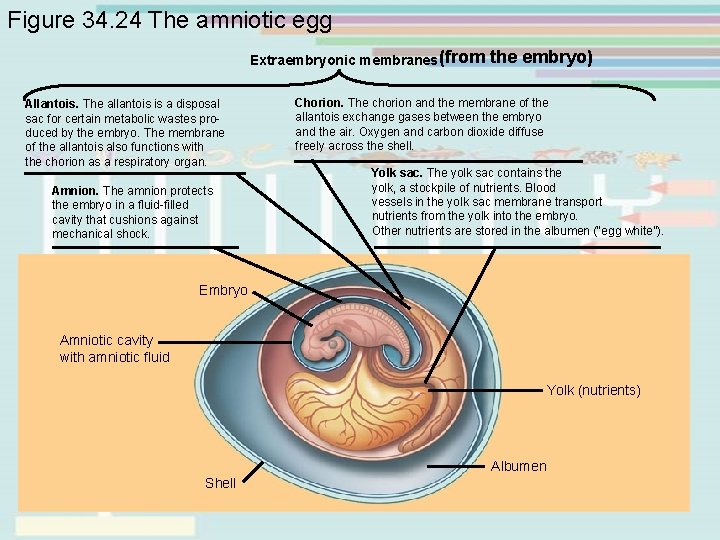 Figure 34. 24 The amniotic egg Extraembryonic membranes (from Allantois. The allantois is a