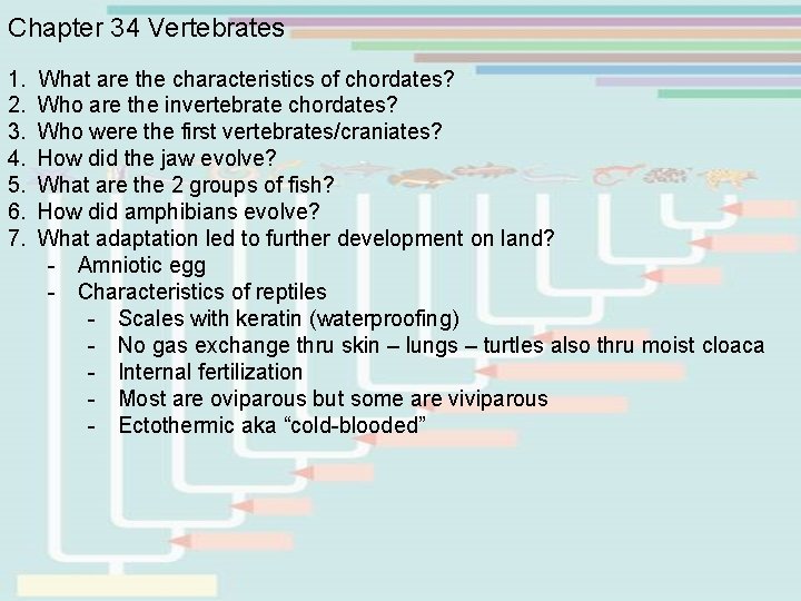 Chapter 34 Vertebrates 1. What are the characteristics of chordates? 2. Who are the