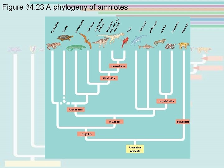 Diapsids Reptiles Ancestral amniote als Ma mm ua ma tes Sq ra ata Tu