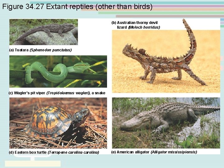 Figure 34. 27 Extant reptiles (other than birds) (b) Australian thorny devil lizard (Moloch Figure 34. 27 Extant reptiles (other than birds) (b) Australian thorny devil lizard (Moloch