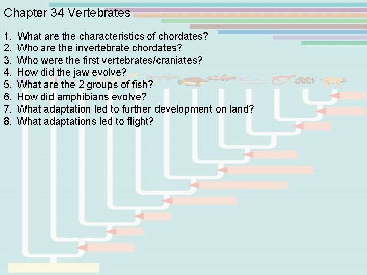 Chapter 34 Vertebrates 1. What are the characteristics of chordates? 2. Who are the