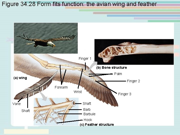 Figure 34. 28 Form fits function: the avian wing and feather Finger 1 (b) Figure 34. 28 Form fits function: the avian wing and feather Finger 1 (b)