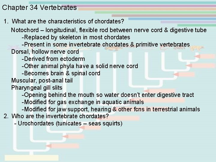 Chapter 34 Vertebrates 1. What are the characteristics of chordates? Notochord – longitudinal, flexible