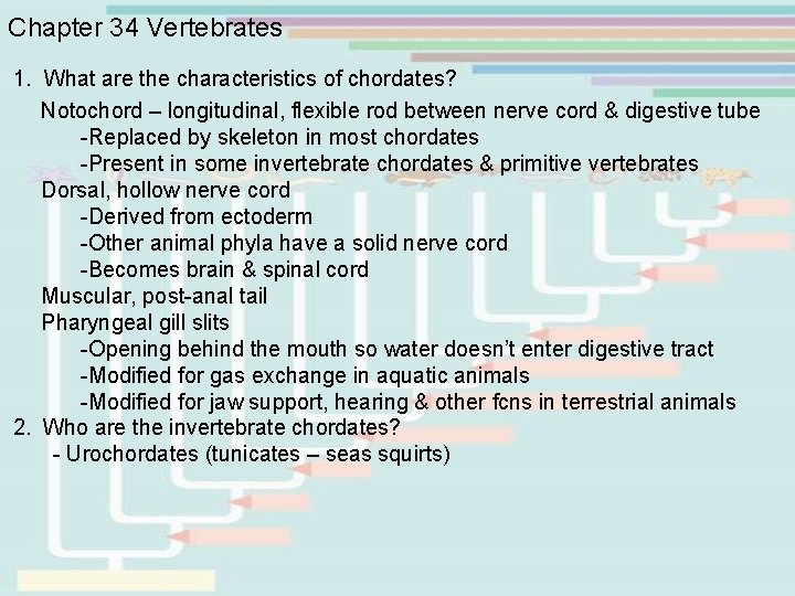 Chapter 34 Vertebrates 1. What are the characteristics of chordates? Notochord – longitudinal, flexible Chapter 34 Vertebrates 1. What are the characteristics of chordates? Notochord – longitudinal, flexible