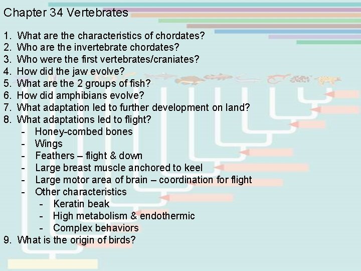 Chapter 34 Vertebrates 1. What are the characteristics of chordates? 2. Who are the