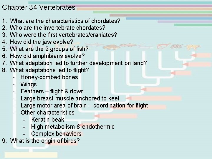 Chapter 34 Vertebrates 1. What are the characteristics of chordates? 2. Who are the Chapter 34 Vertebrates 1. What are the characteristics of chordates? 2. Who are the