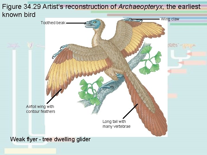 Figure 34. 29 Artist’s reconstruction of Archaeopteryx, the earliest known bird Wing claw Toothed Figure 34. 29 Artist’s reconstruction of Archaeopteryx, the earliest known bird Wing claw Toothed