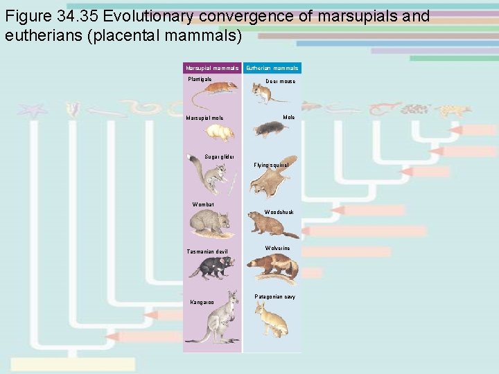 Figure 34. 35 Evolutionary convergence of marsupials and eutherians (placental mammals) Marsupial mammals Plantigale Figure 34. 35 Evolutionary convergence of marsupials and eutherians (placental mammals) Marsupial mammals Plantigale
