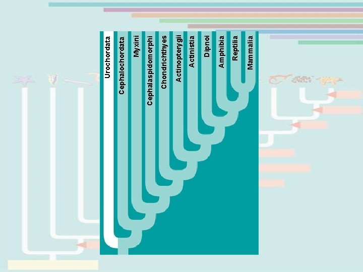 Mammalia Reptilia Amphibia Dipnoi Actinistia Actinopterygii Chondrichthyes Cephalaspidomorphi Myxini Cephalochordata Urochordata 