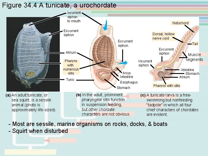 Figure 34. 4 A tunicate, a urochordate Incurrent siphon to mouth Notochord Excurrent siphon Figure 34. 4 A tunicate, a urochordate Incurrent siphon to mouth Notochord Excurrent siphon