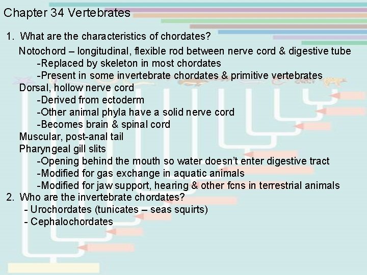 Chapter 34 Vertebrates 1. What are the characteristics of chordates? Notochord – longitudinal, flexible