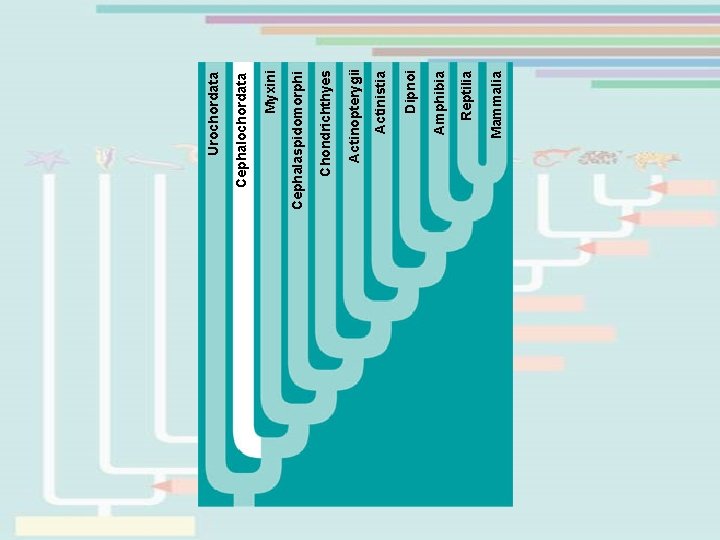 Mammalia Reptilia Amphibia Dipnoi Actinistia Actinopterygii Chondrichthyes Cephalaspidomorphi Myxini Cephalochordata Urochordata 