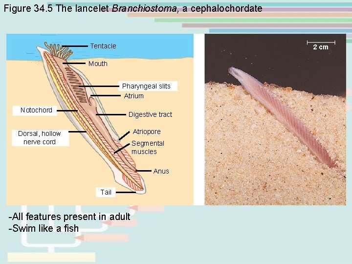 Figure 34. 5 The lancelet Branchiostoma, a cephalochordate Tentacle 2 cm Mouth Pharyngeal slits Figure 34. 5 The lancelet Branchiostoma, a cephalochordate Tentacle 2 cm Mouth Pharyngeal slits