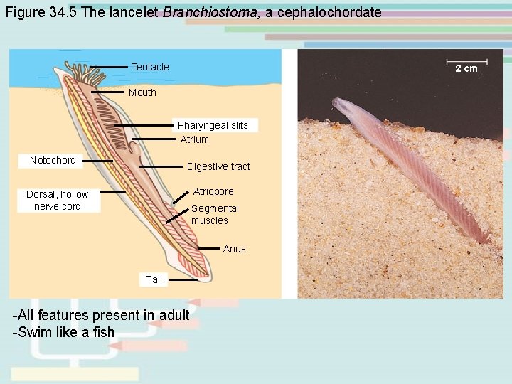 Figure 34. 5 The lancelet Branchiostoma, a cephalochordate Tentacle 2 cm Mouth Pharyngeal slits