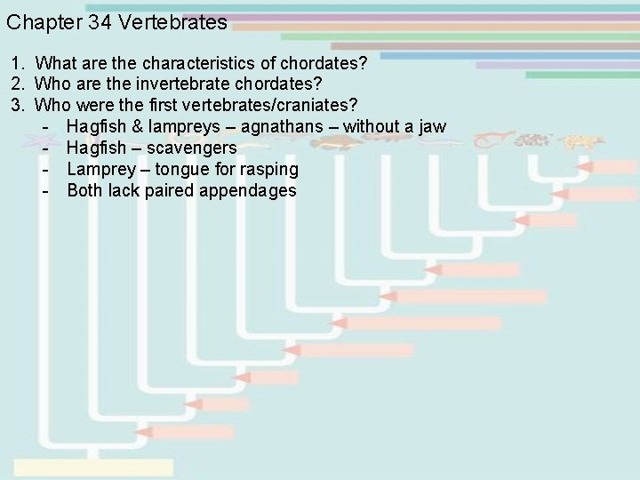 Chapter 34 Vertebrates 1. What are the characteristics of chordates? 2. Who are the Chapter 34 Vertebrates 1. What are the characteristics of chordates? 2. Who are the