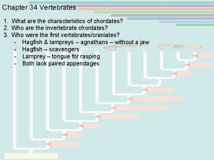 Chapter 34 Vertebrates 1. What are the characteristics of chordates? 2. Who are the