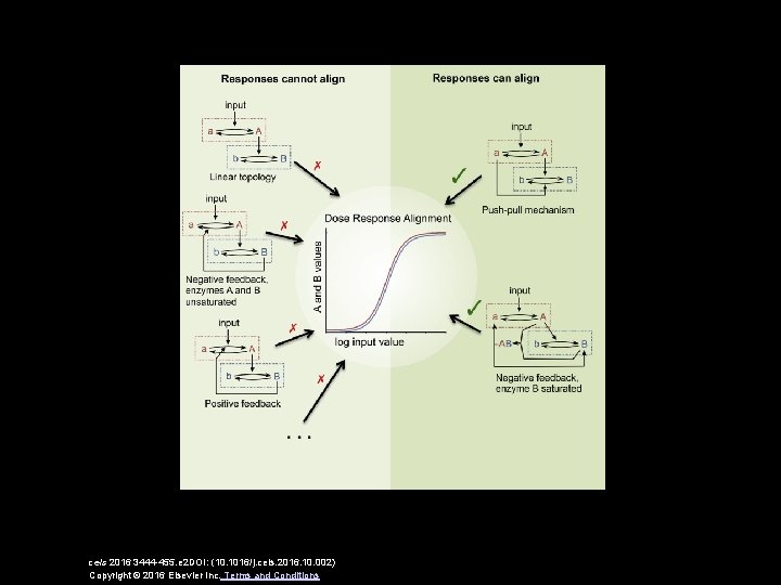 cels 2016 3444 -455. e 2 DOI: (10. 1016/j. cels. 2016. 10. 002) Copyright