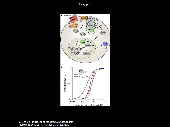 Figure 1 cels 2016 3444 -455. e 2 DOI: (10. 1016/j. cels. 2016. 10.