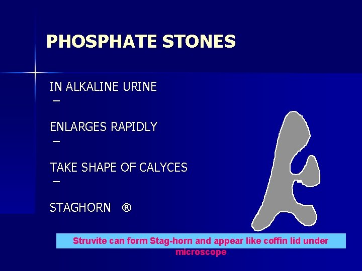 PHOSPHATE STONES IN ALKALINE URINE ¯ ENLARGES RAPIDLY ¯ TAKE SHAPE OF CALYCES ¯