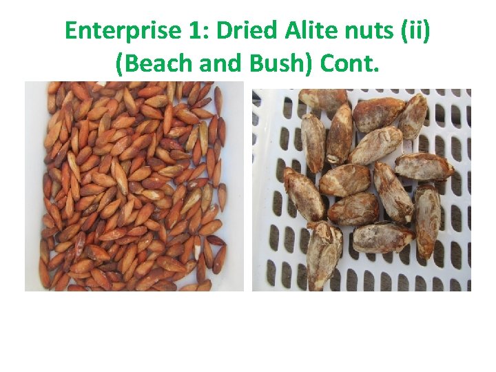 Enterprise 1: Dried Alite nuts (ii) (Beach and Bush) Cont. 