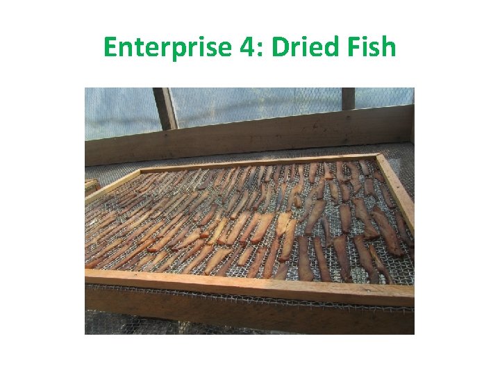 Enterprise 4: Dried Fish 