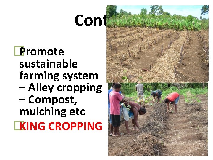 Cont……. �Promote sustainable farming system – Alley cropping – Compost, mulching etc �KING CROPPING