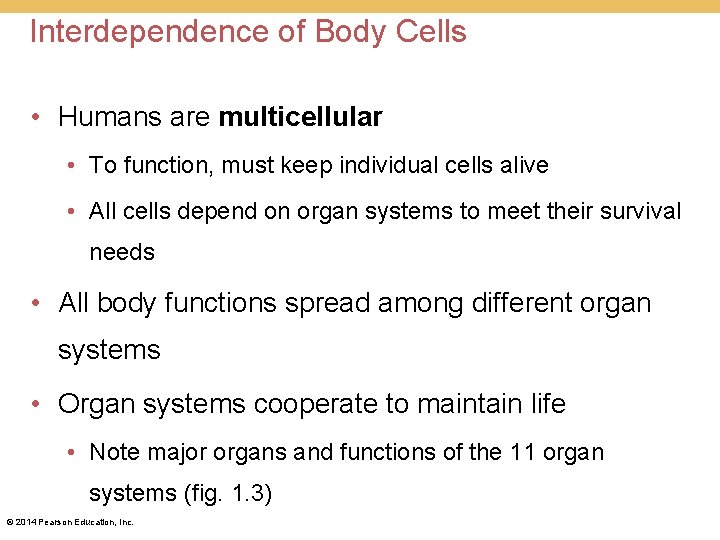 Interdependence of Body Cells • Humans are multicellular • To function, must keep individual Interdependence of Body Cells • Humans are multicellular • To function, must keep individual