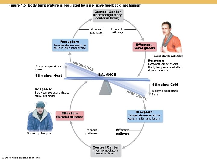 Figure 1. 5 Body temperature is regulated by a negative feedback mechanism. Control Center Figure 1. 5 Body temperature is regulated by a negative feedback mechanism. Control Center