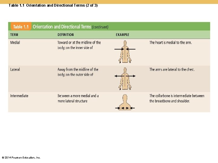 Table 1. 1 Orientation and Directional Terms (2 of 3) © 2014 Pearson Education, Table 1. 1 Orientation and Directional Terms (2 of 3) © 2014 Pearson Education,