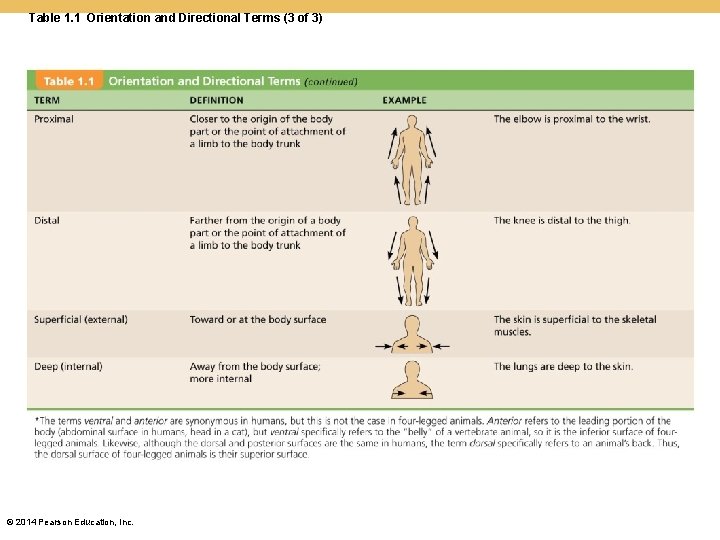 Table 1. 1 Orientation and Directional Terms (3 of 3) © 2014 Pearson Education, Table 1. 1 Orientation and Directional Terms (3 of 3) © 2014 Pearson Education,