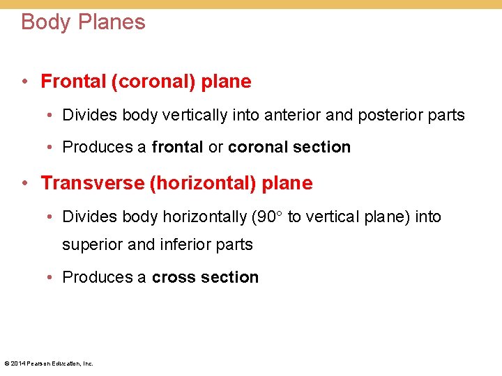 Body Planes • Frontal (coronal) plane • Divides body vertically into anterior and posterior Body Planes • Frontal (coronal) plane • Divides body vertically into anterior and posterior