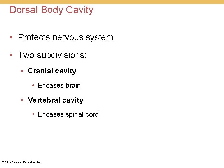 Dorsal Body Cavity • Protects nervous system • Two subdivisions: • Cranial cavity • Dorsal Body Cavity • Protects nervous system • Two subdivisions: • Cranial cavity •