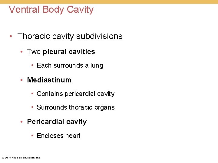 Ventral Body Cavity • Thoracic cavity subdivisions • Two pleural cavities • Each surrounds Ventral Body Cavity • Thoracic cavity subdivisions • Two pleural cavities • Each surrounds