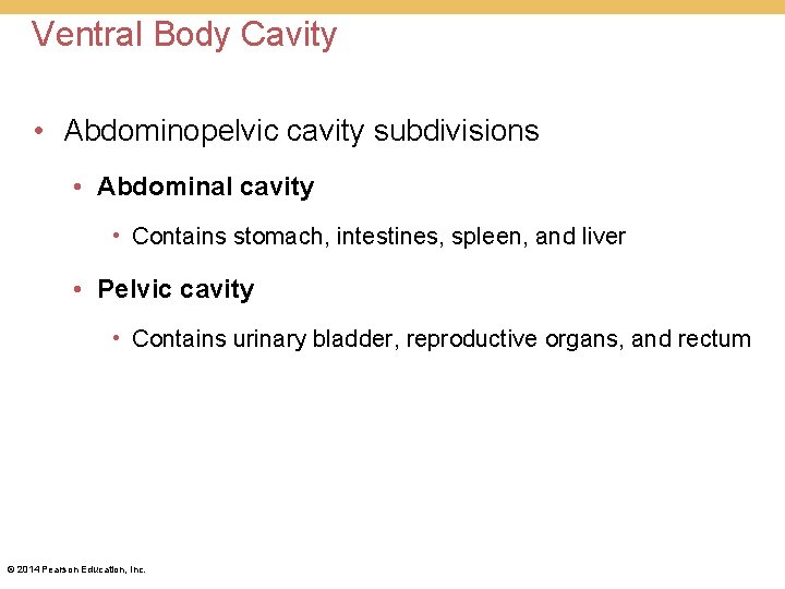 Ventral Body Cavity • Abdominopelvic cavity subdivisions • Abdominal cavity • Contains stomach, intestines, Ventral Body Cavity • Abdominopelvic cavity subdivisions • Abdominal cavity • Contains stomach, intestines,