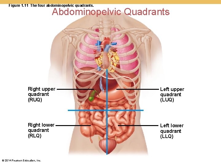 Figure 1. 11 The four abdominopelvic quadrants. Abdominopelvic Quadrants Right upper quadrant (RUQ) Left Figure 1. 11 The four abdominopelvic quadrants. Abdominopelvic Quadrants Right upper quadrant (RUQ) Left