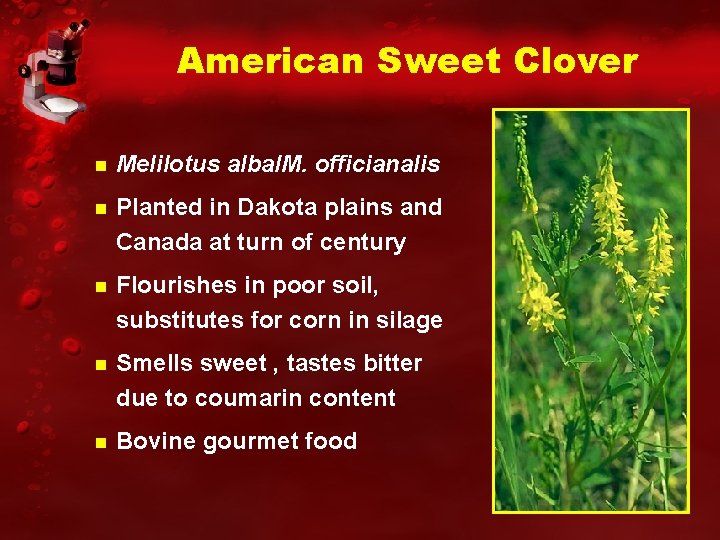 American Sweet Clover Melilotus alba/M. officianalis Planted in Dakota plains and Canada at turn