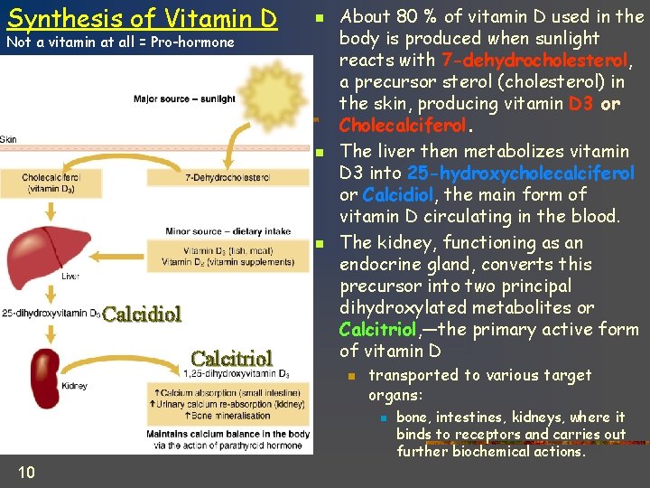 Synthesis of Vitamin D n Not a vitamin at all = Pro-hormone n n