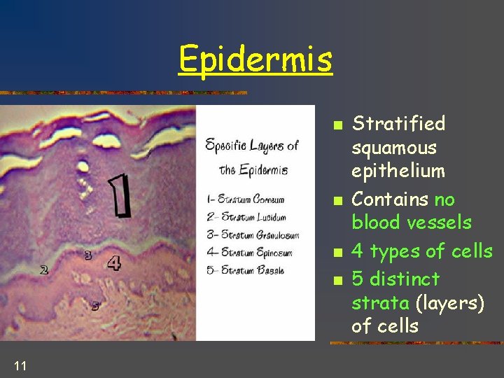 Epidermis n n 11 Stratified squamous epithelium Contains no blood vessels 4 types of