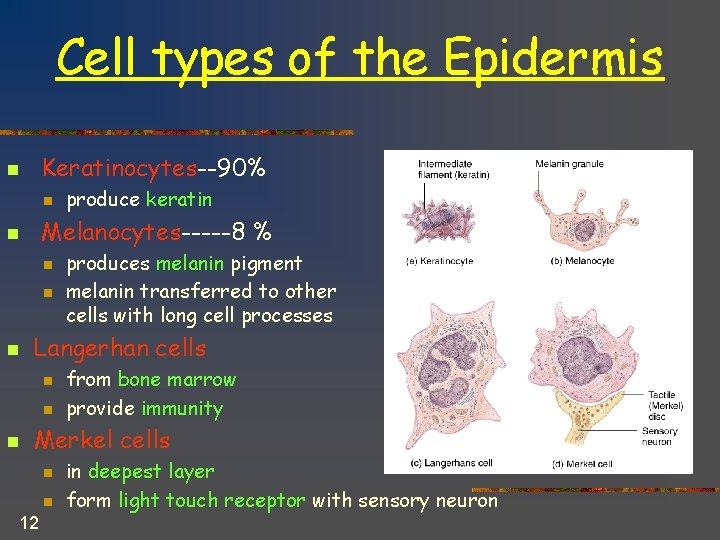 Cell types of the Epidermis Keratinocytes--90% n n Melanocytes-----8 % n n produces melanin