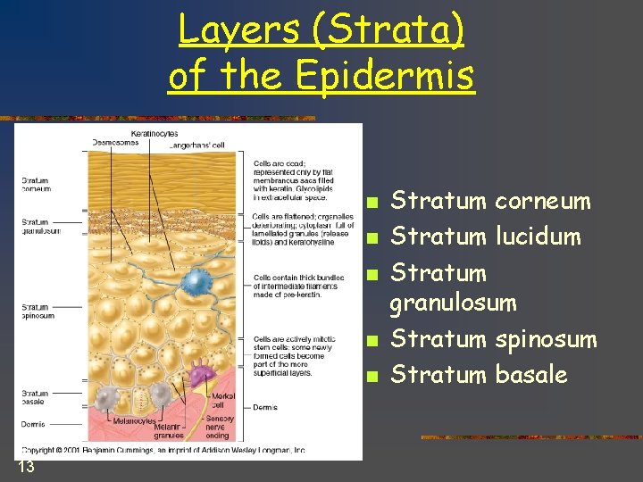 Layers (Strata) of the Epidermis n n n 13 Stratum corneum Stratum lucidum Stratum