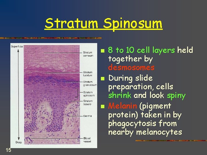 Stratum Spinosum n n n 15 8 to 10 cell layers held together by