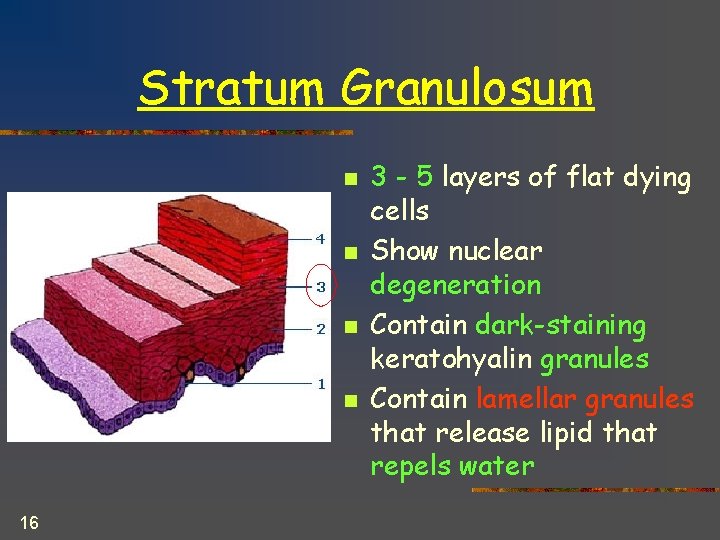 Stratum Granulosum n n 16 3 - 5 layers of flat dying cells Show