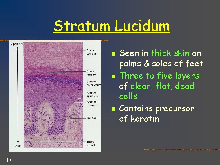 Stratum Lucidum n n n 17 Seen in thick skin on palms & soles