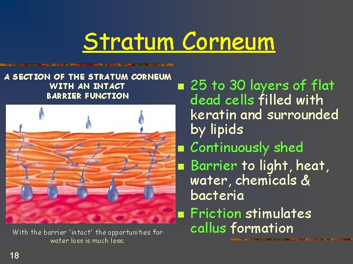 Stratum Corneum A SECTION OF THE STRATUM CORNEUM WITH AN INTACT BARRIER FUNCTION n