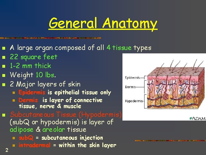 General Anatomy n n n A large organ composed of all 4 tissue types